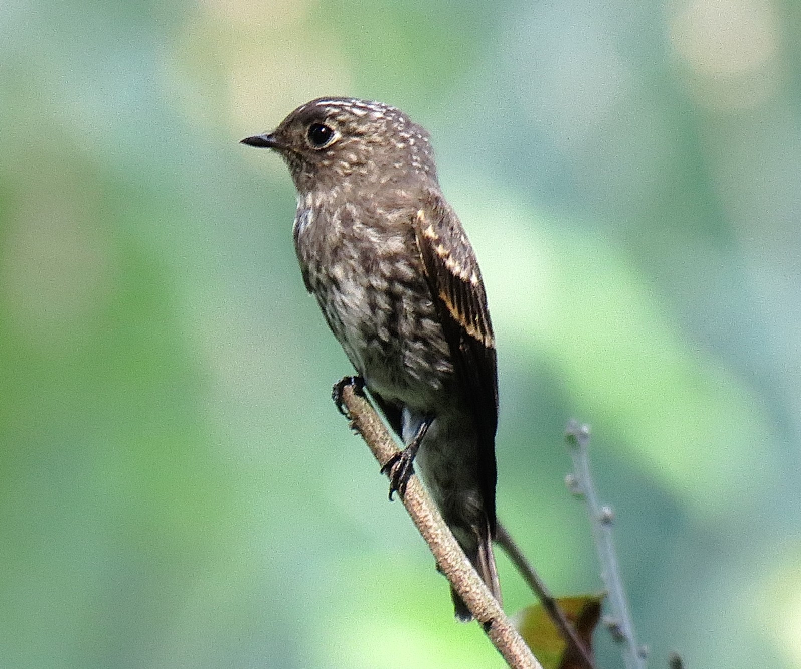 image Dark-sided Flycatcher
